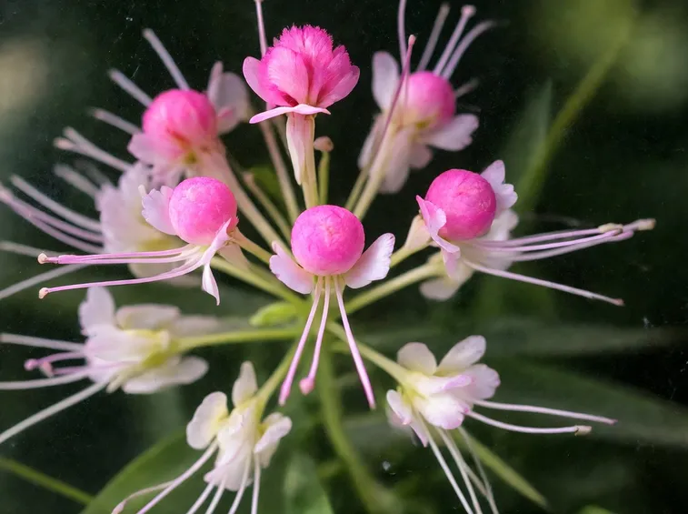 Cleome