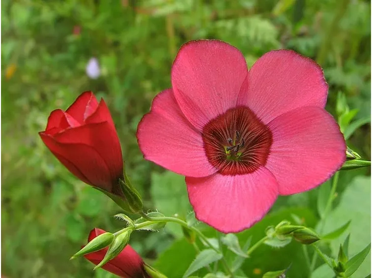 linum