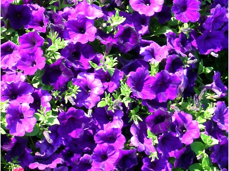 fiore petunia 