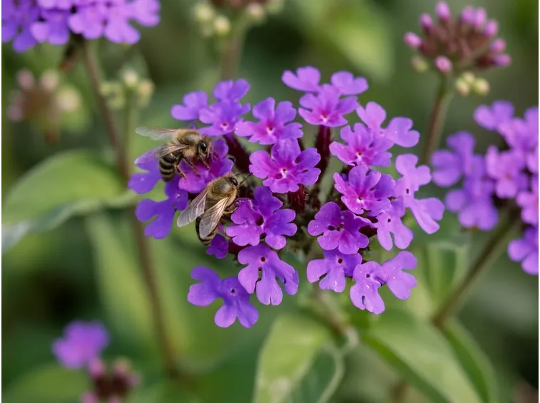 verbena ibrida