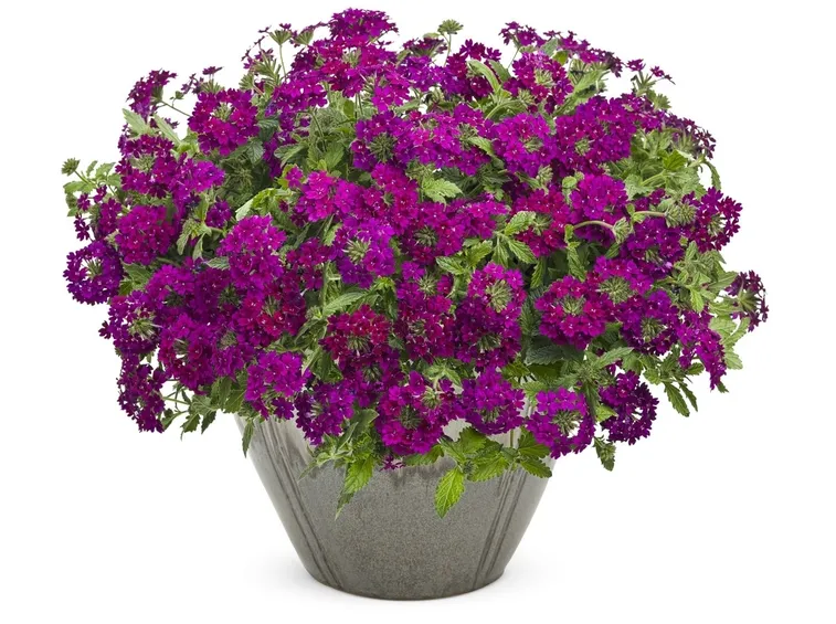 verbena in vaso