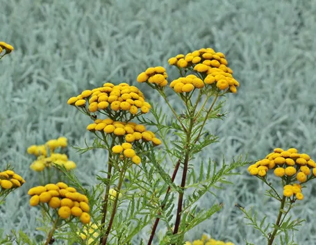 Helichrysum italicum fiorito