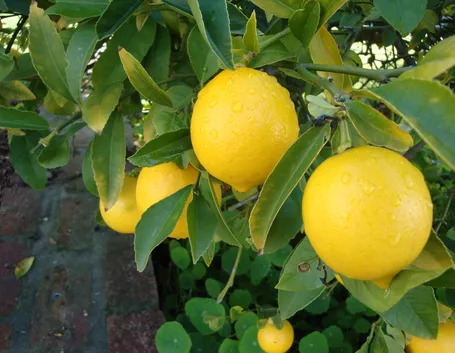Limone