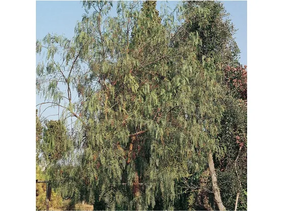 Albero pepe rosa