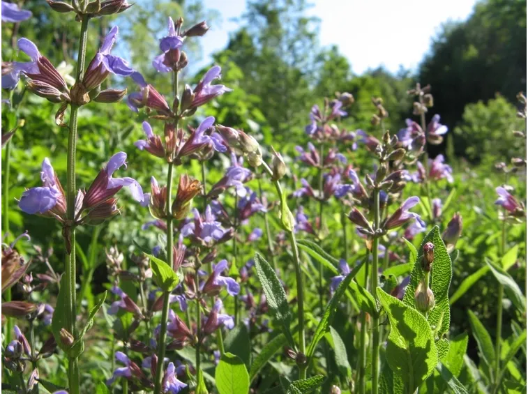 salvia