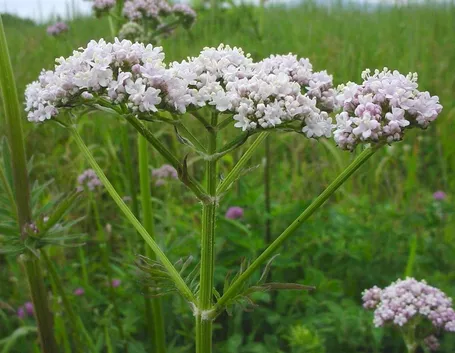 Valeriana