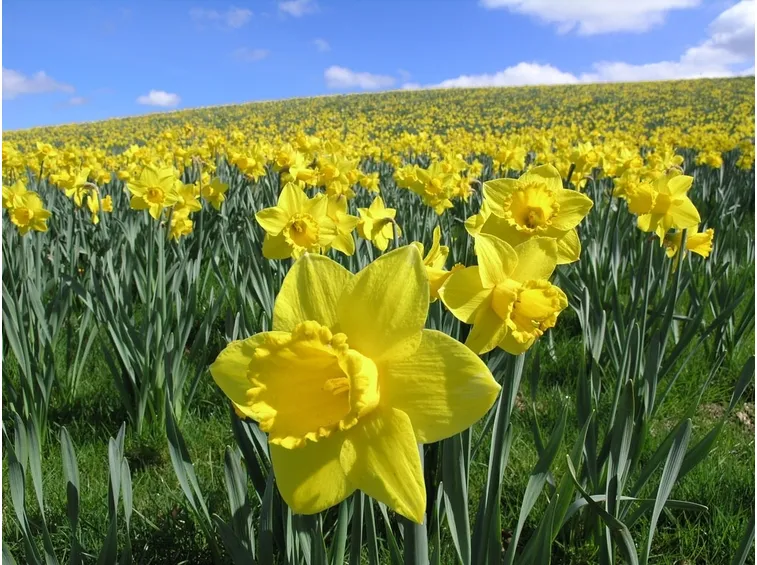 narciso