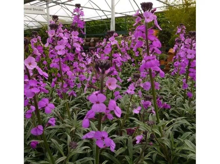 Malva