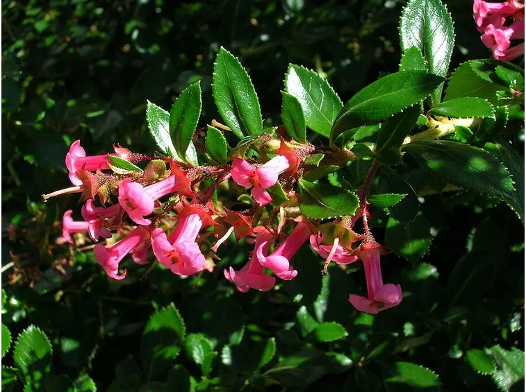 escallonia rubra 