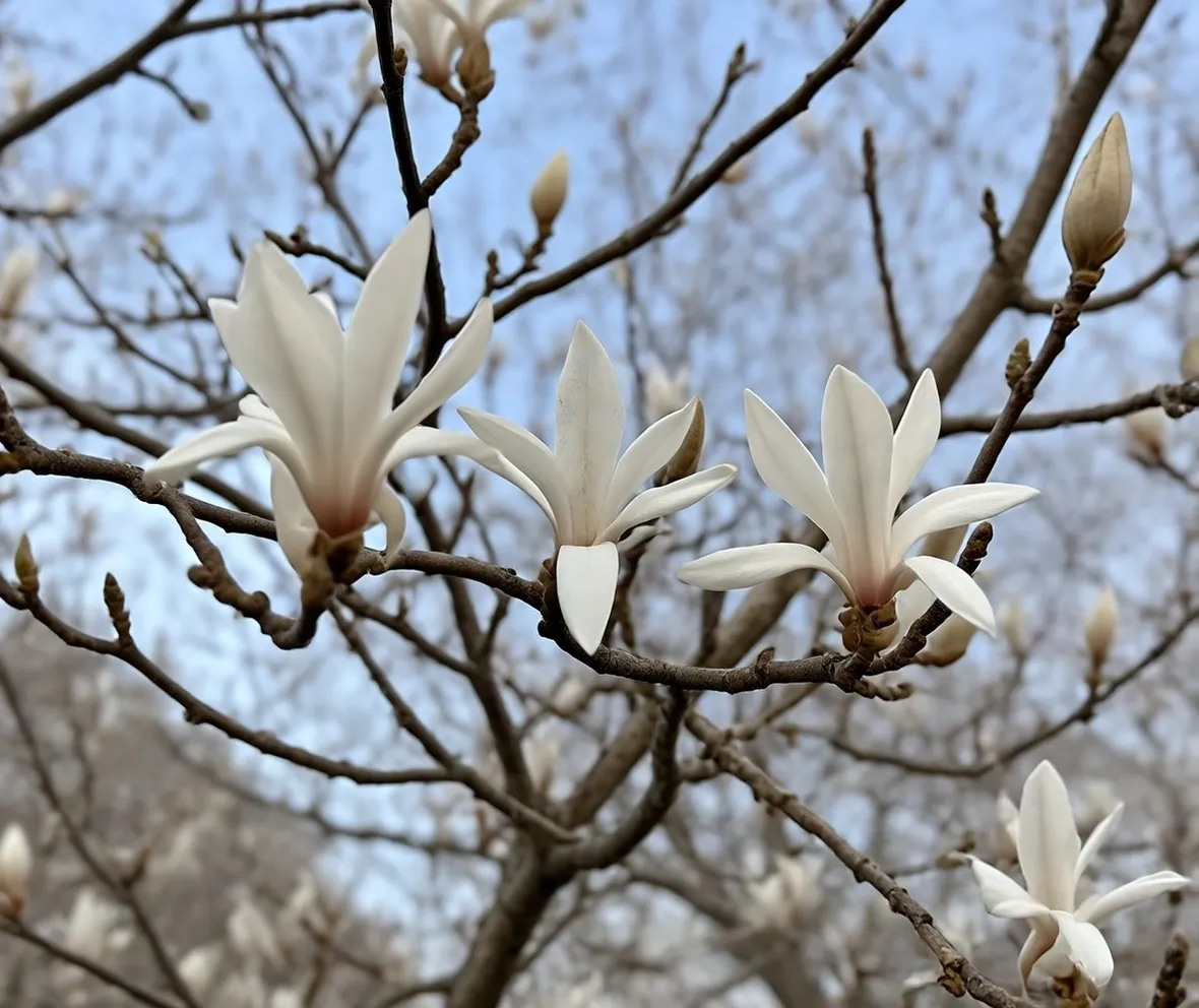 Magnolia