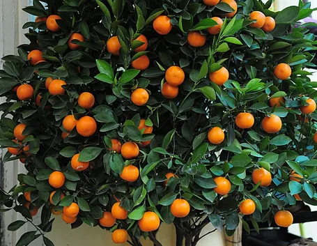 Kumquat