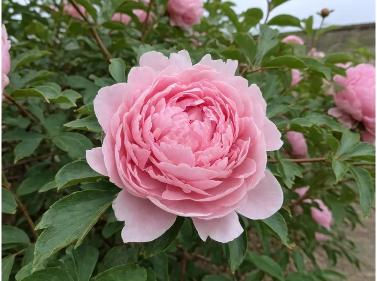 Peonia fiore