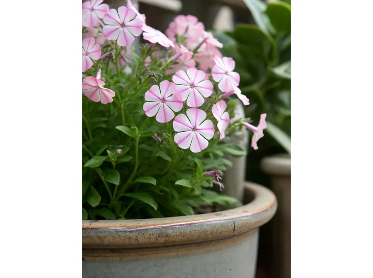 phlox 