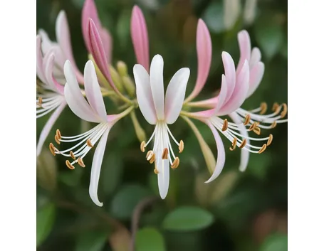 Lonicera