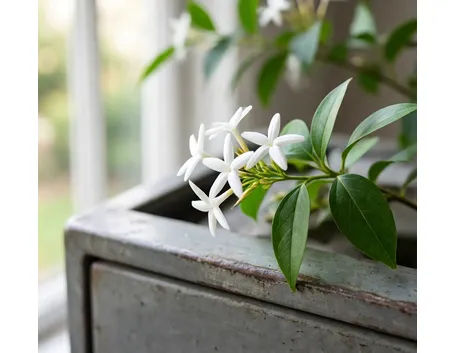 Trachelospermum