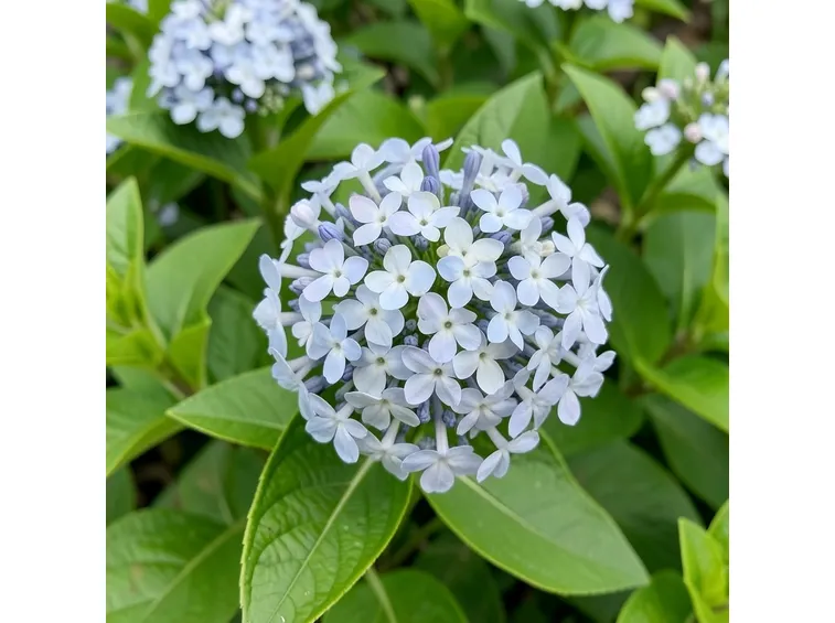 Plumbago