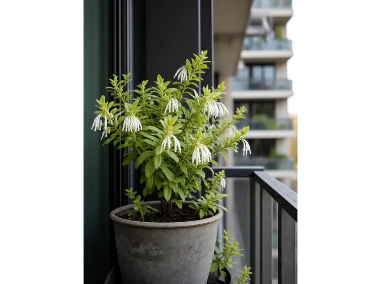 Leucothoe