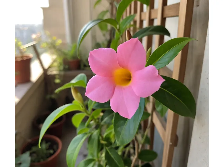 dipladenia