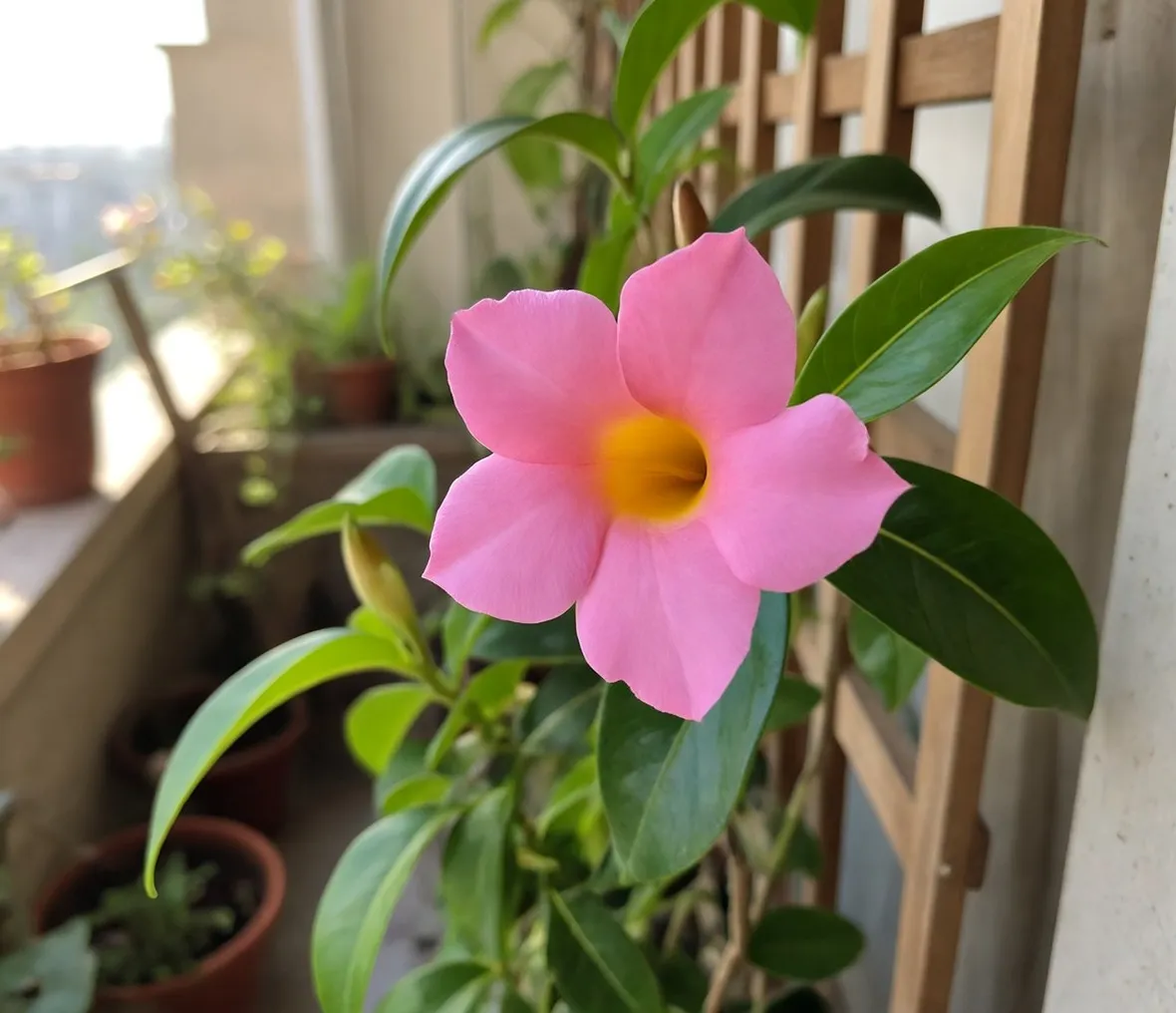 dipladenia