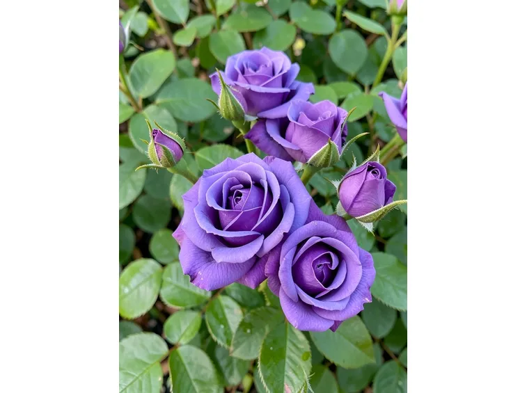 Rosa 