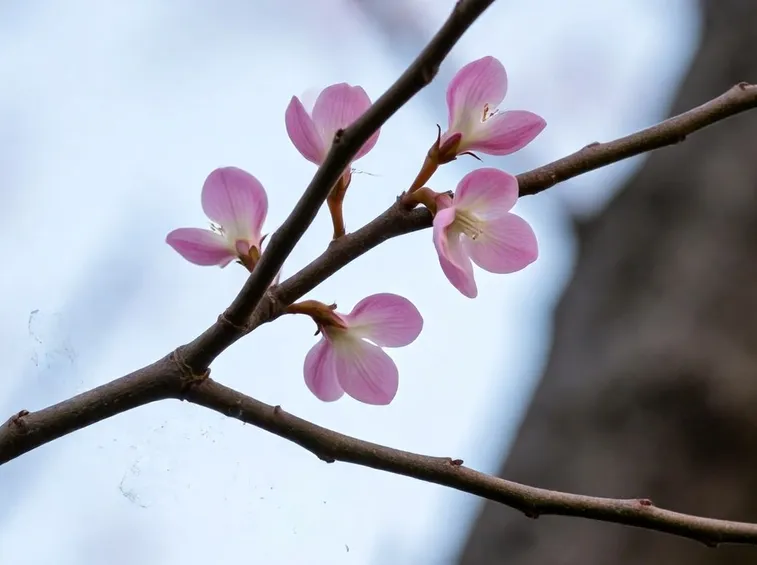 Cercis siliquastrum