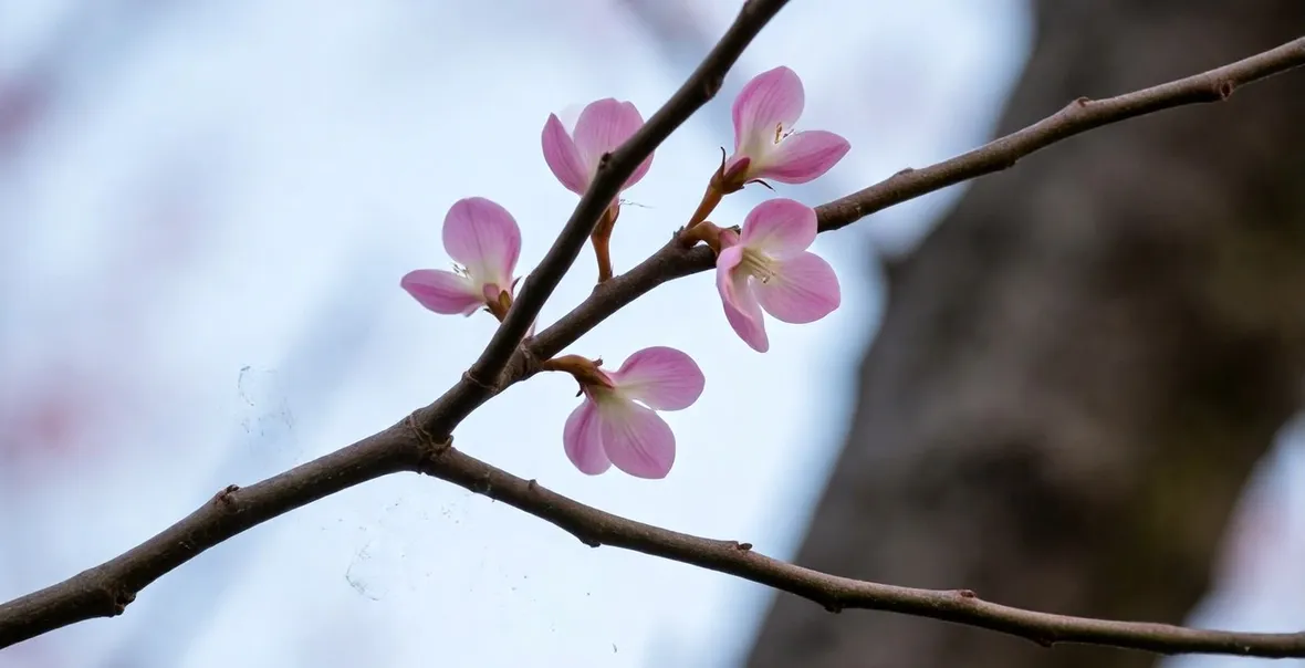 Cercis siliquastrum