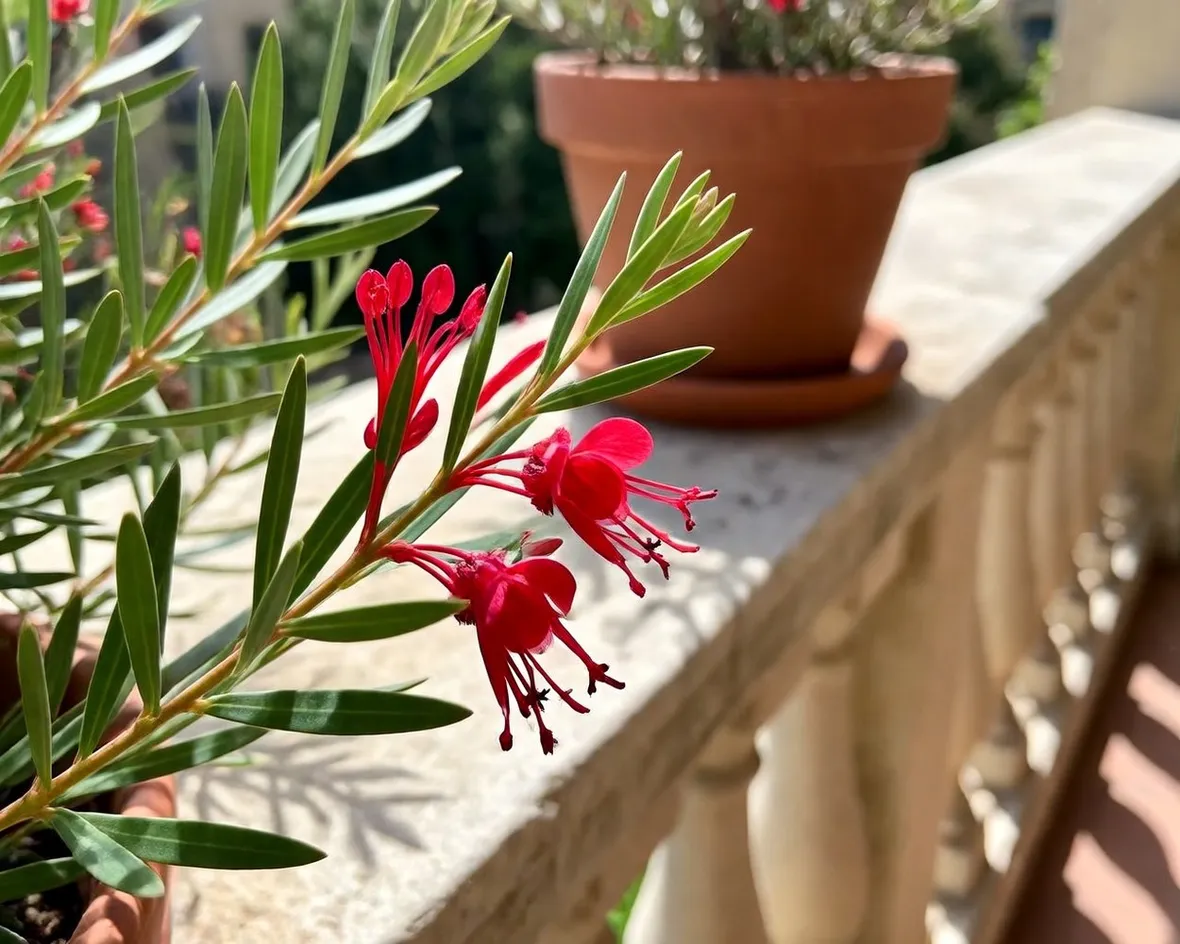 Grevillea