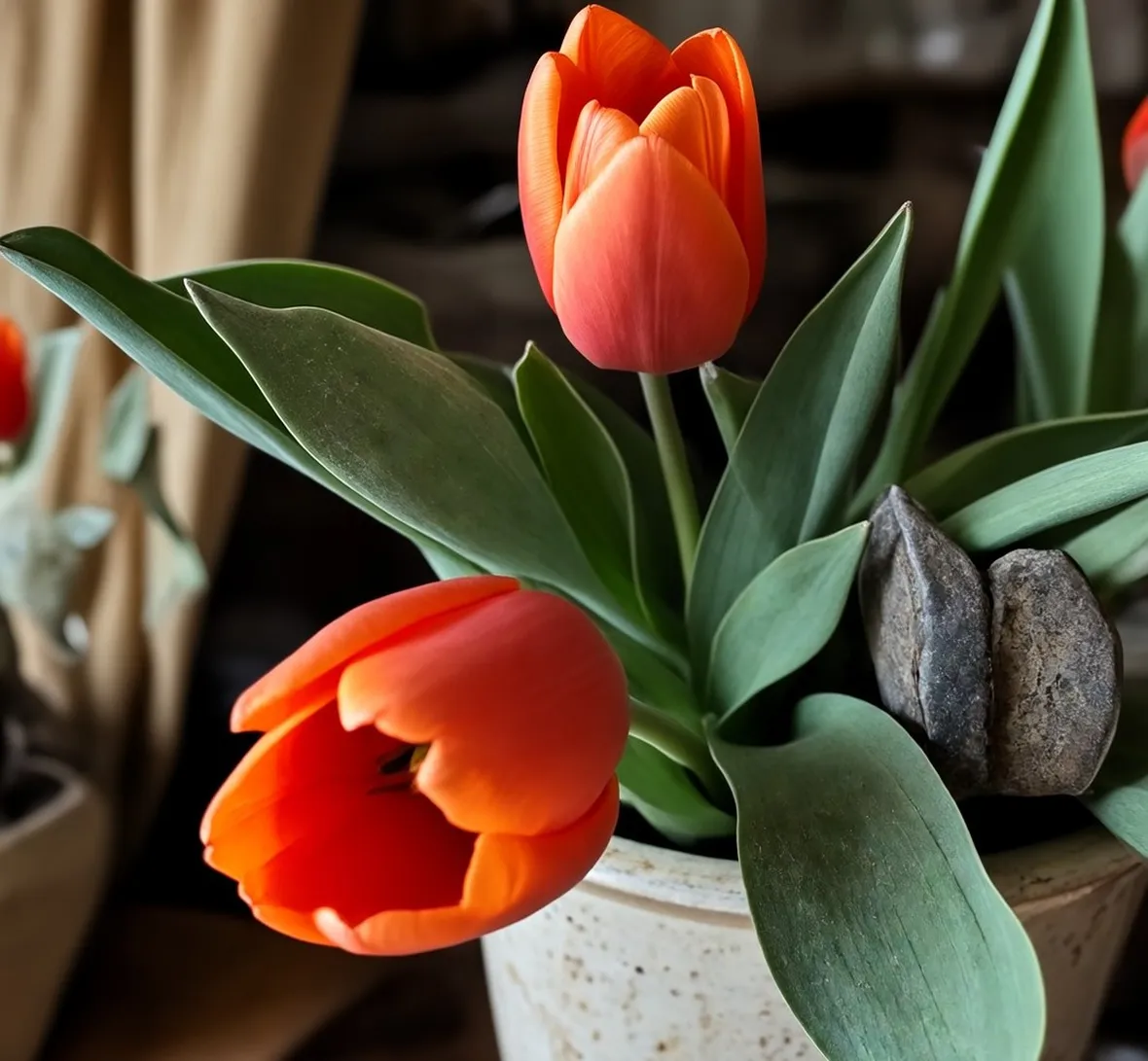 Tulipani