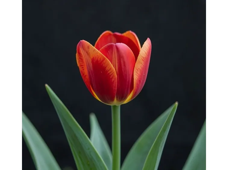 tulipano
