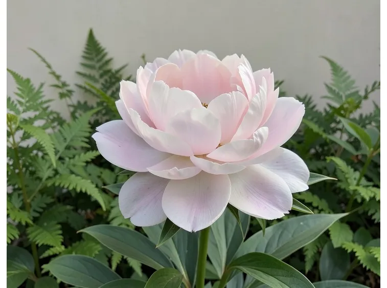 Bellissima peonia rosa