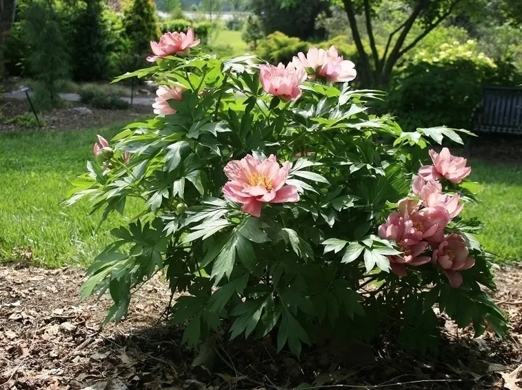 peonia
