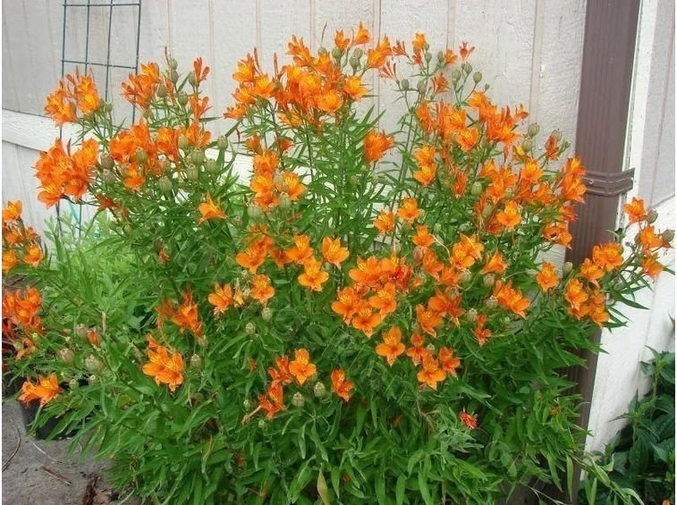 Alstroemeria giglio