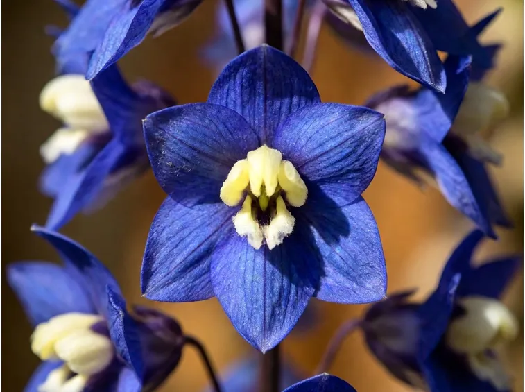 Fiore pianta Delphinium