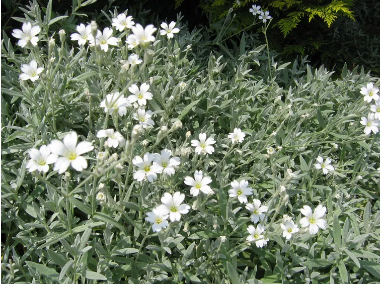 cerastium 