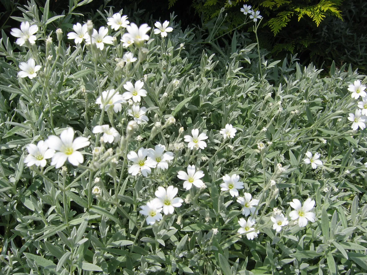 cerastium 
