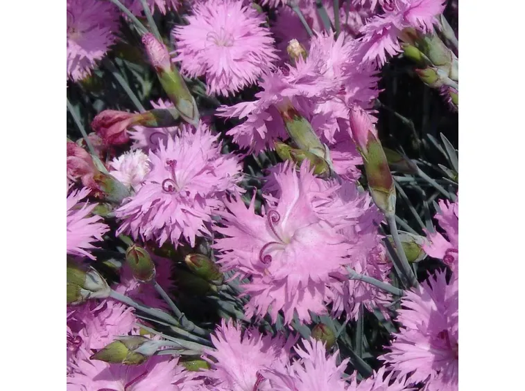 dianthus 