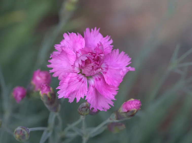 dianthus 
