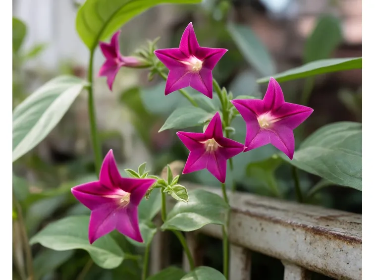 Nicotiana 