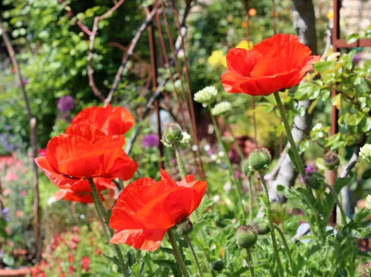 papaver orientalis