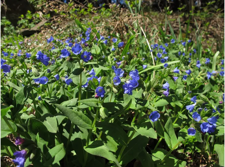 pulmonaria longifolia