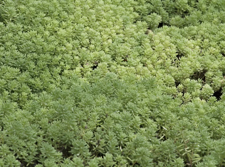 sedum tappezzante
