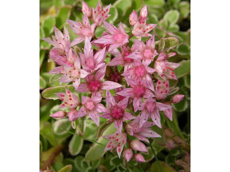 pianta di sedum