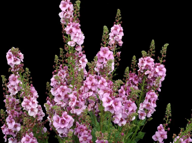 verbascum 