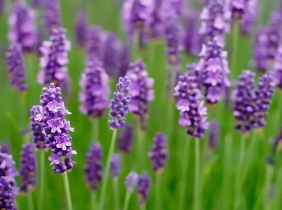 pianta della lavanda