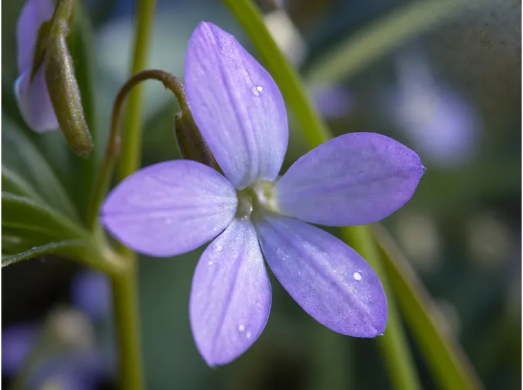 Manet, 