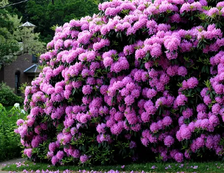 Rhododendron