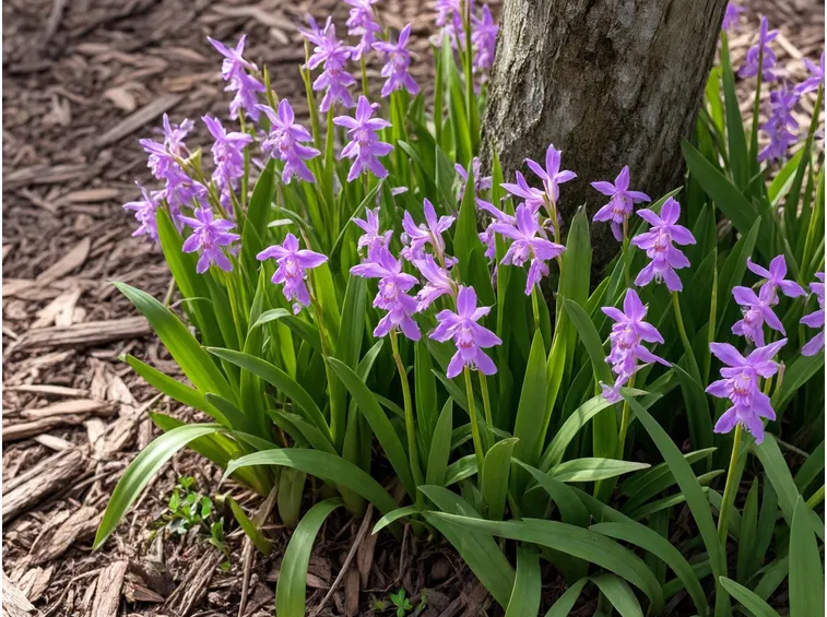 bletilla 