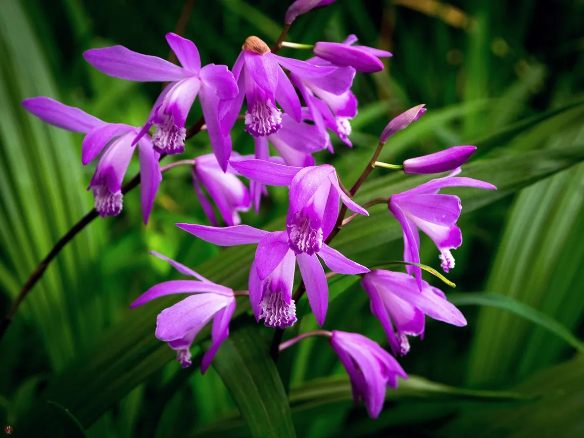 bletilla 