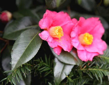 fiori camelia