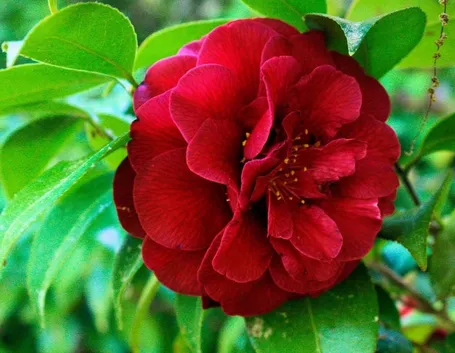 Camelia Japonica